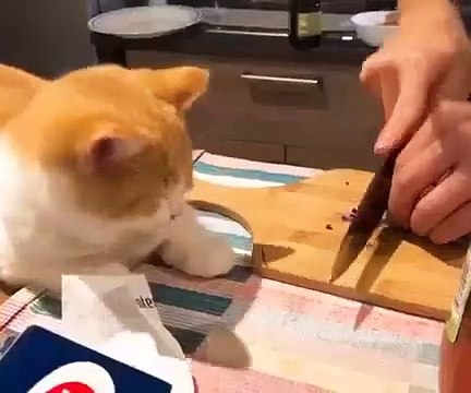 Ce pauvre chat est littéralement en larmes à cause de l’oignon