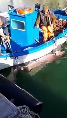 Grosso squalo pescato a sud della Puglia, specie di origine preistorica