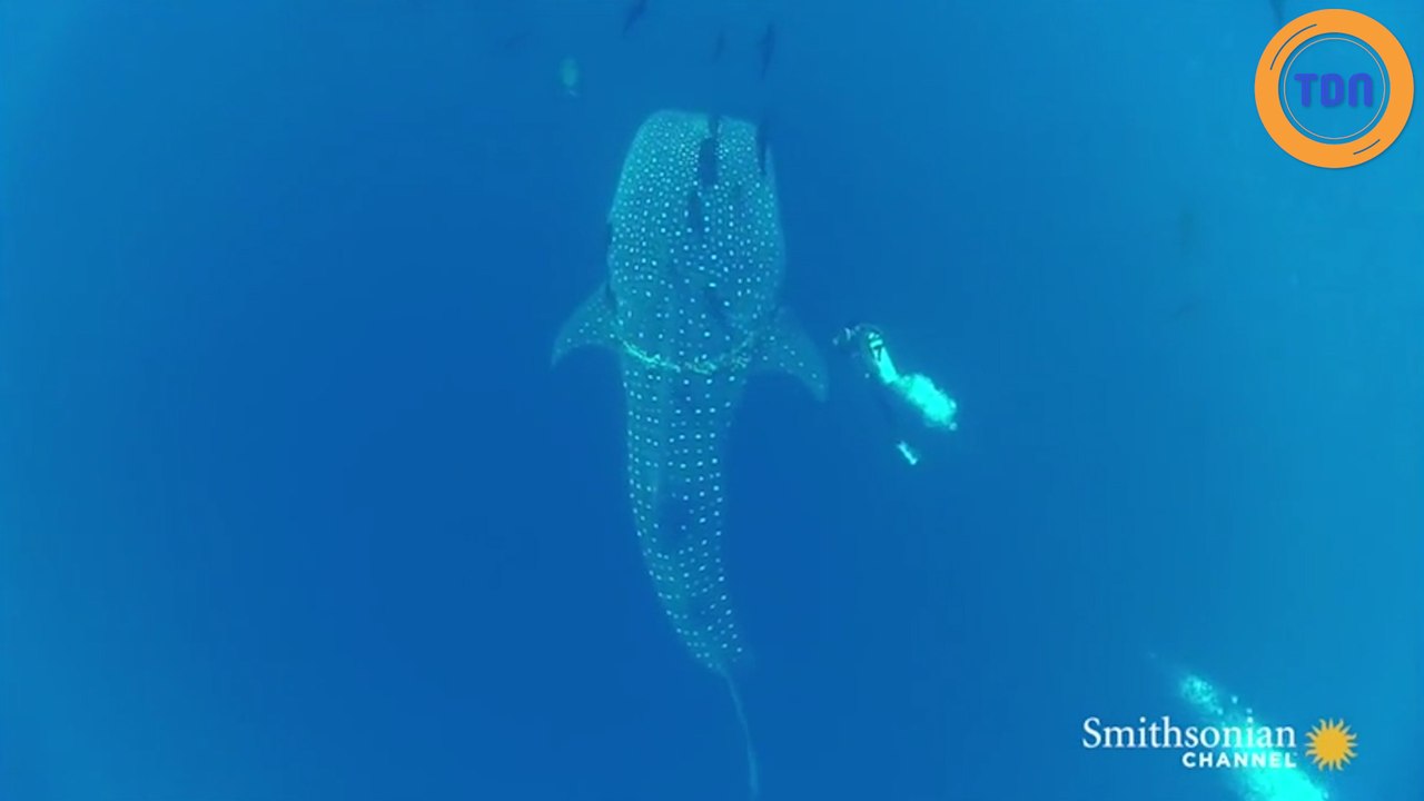 Un plongeur vient au secours d'un requin-baleine piégé dans une corde de pêche !