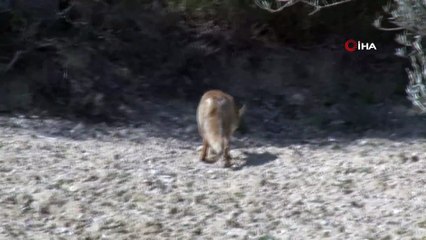 Aç kalan tilki Şehitlik yoluna indi