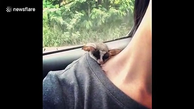 Cuteness overload! Tiny bush baby takes nap on owner's back