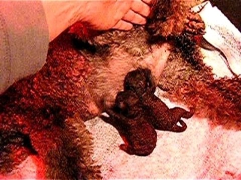 2 premiers chiots tetent