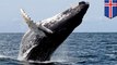 Islandia ijinkan lebih dari 2000 paus dibunuh - TomoNews