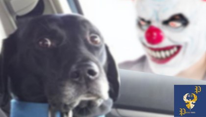 Funny Dogs Scared of Masks - Part 1