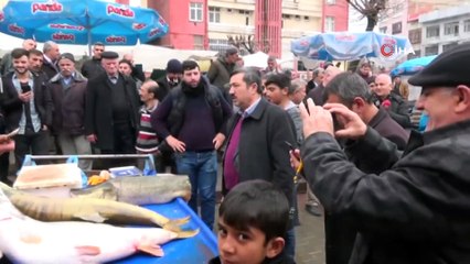 Dev Turna Balığını Gören Vatandaşlar Telefona Sarıldı