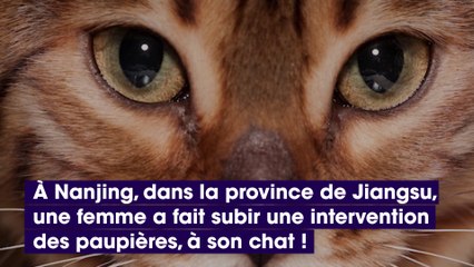 Elle fait subir de la chirurgie esthétique à son chat car elle le trouve "trop moche"