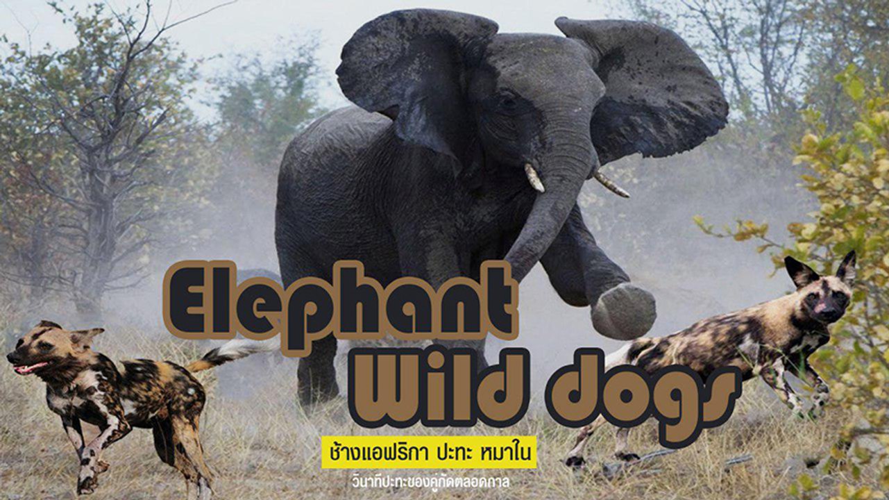 วินาทีเผชิญหน้า !! ช้างป่า vs ฝูงหมาใน