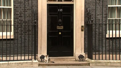 Health Secretary greets Larry the Cat after Cabinet meeting