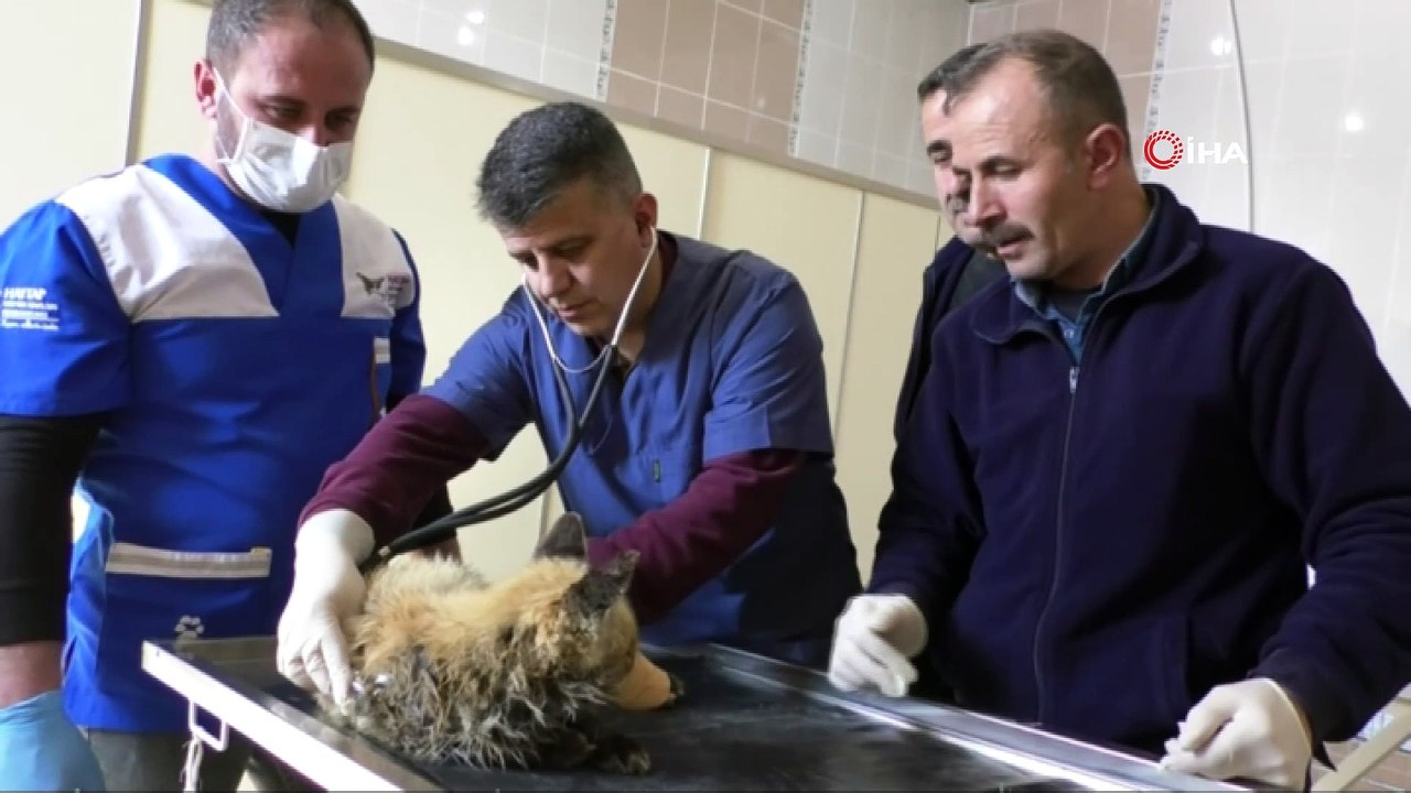 Aç kalan yavru tilki köye indi köpeklerin saldırısında uğradı... Tilki belediye ekipleri tarafından kurtarıldı