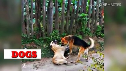 PASTOR ALEMAN VS KANGAL .