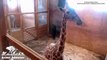 April the Giraffe | Kyle Cleans Stall This Morning