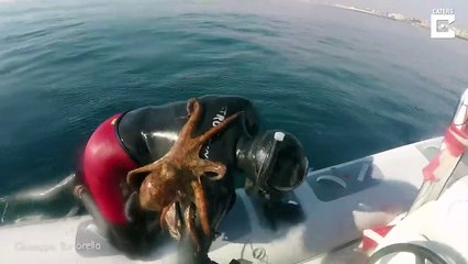 شاهد كيف حسم هذا الرجل نزاع قوي بين أخطبوط وغواص