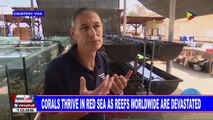GLOBAL NEWS: Corals thrive in Red Sea as reefs worldwide are devastated