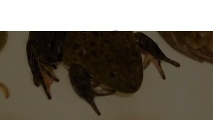 The 10 Most Dangerous Foods From Around the World