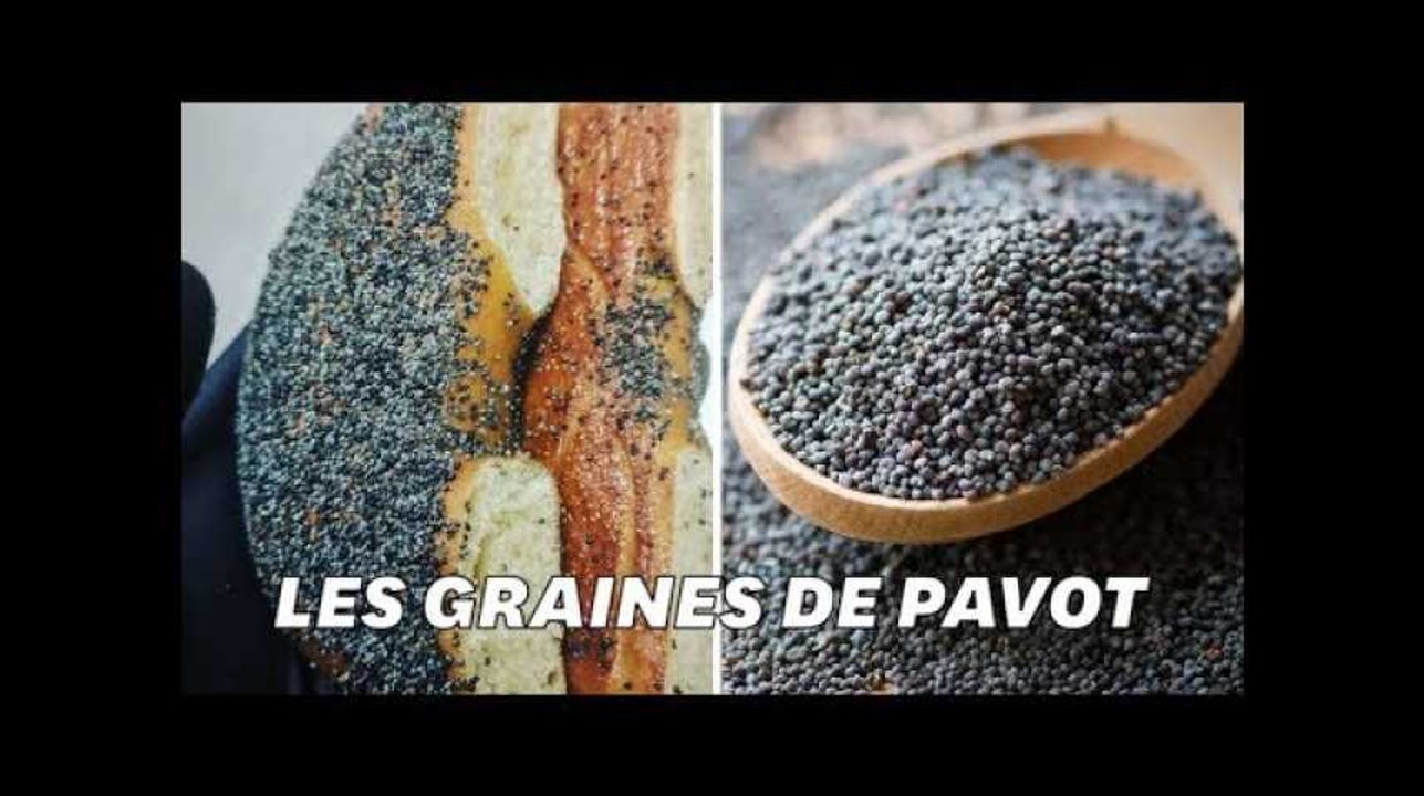 Le pavot sur votre sandwich n'est pas une drogue mais il peut en donner l'impression