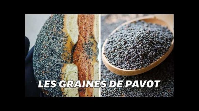 Le pavot sur votre sandwich n'est pas une drogue mais il peut en donner l'impression