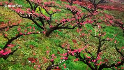 Forest of peach trees bloom in China’s Guangdong and cover mountainside in pink