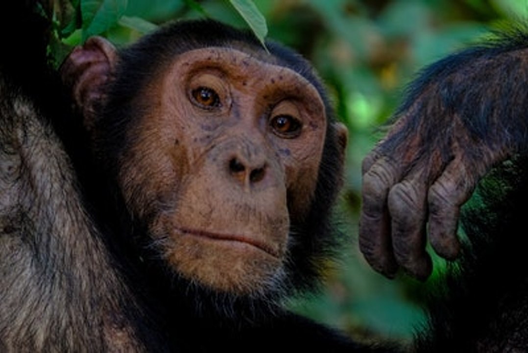 Jane Goodall, die Freundin der Schimpansen