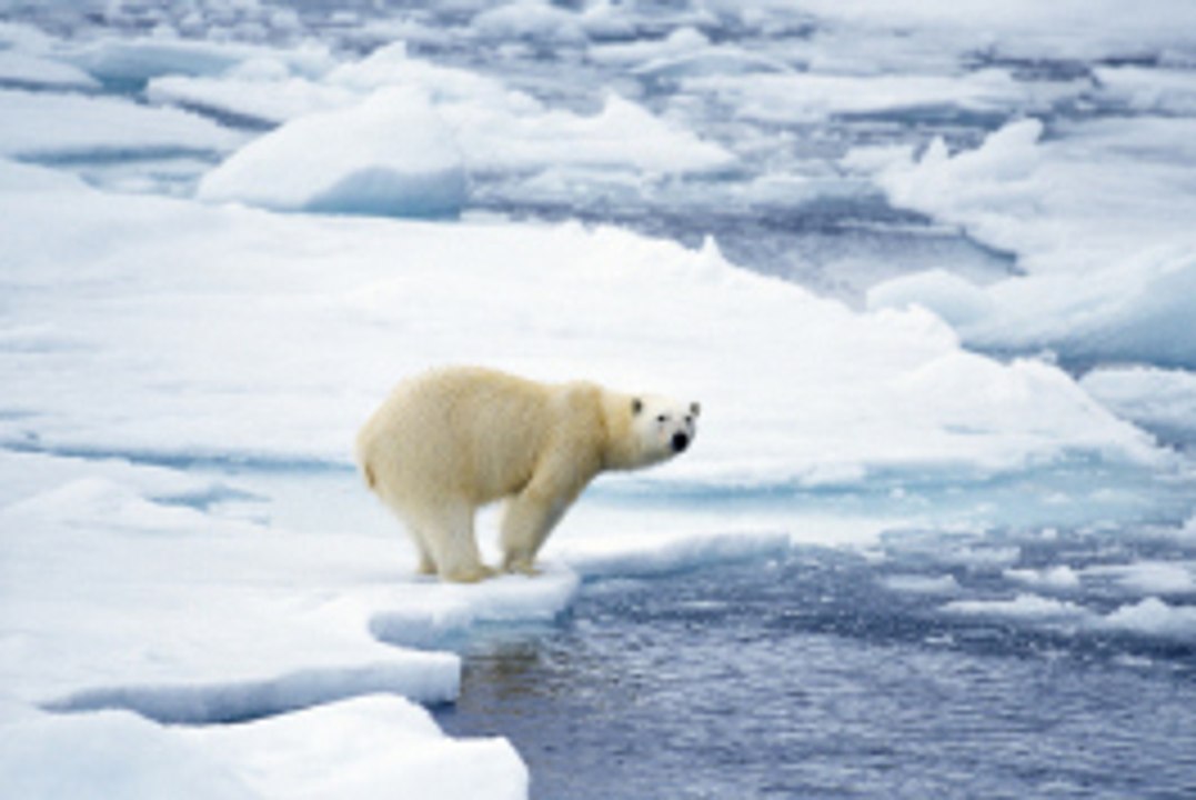 Die Tiere des Polarkreises