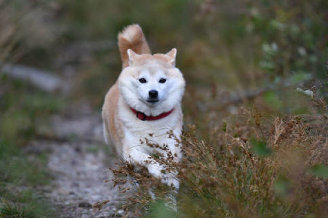 Die 10 teuersten Hunderassen