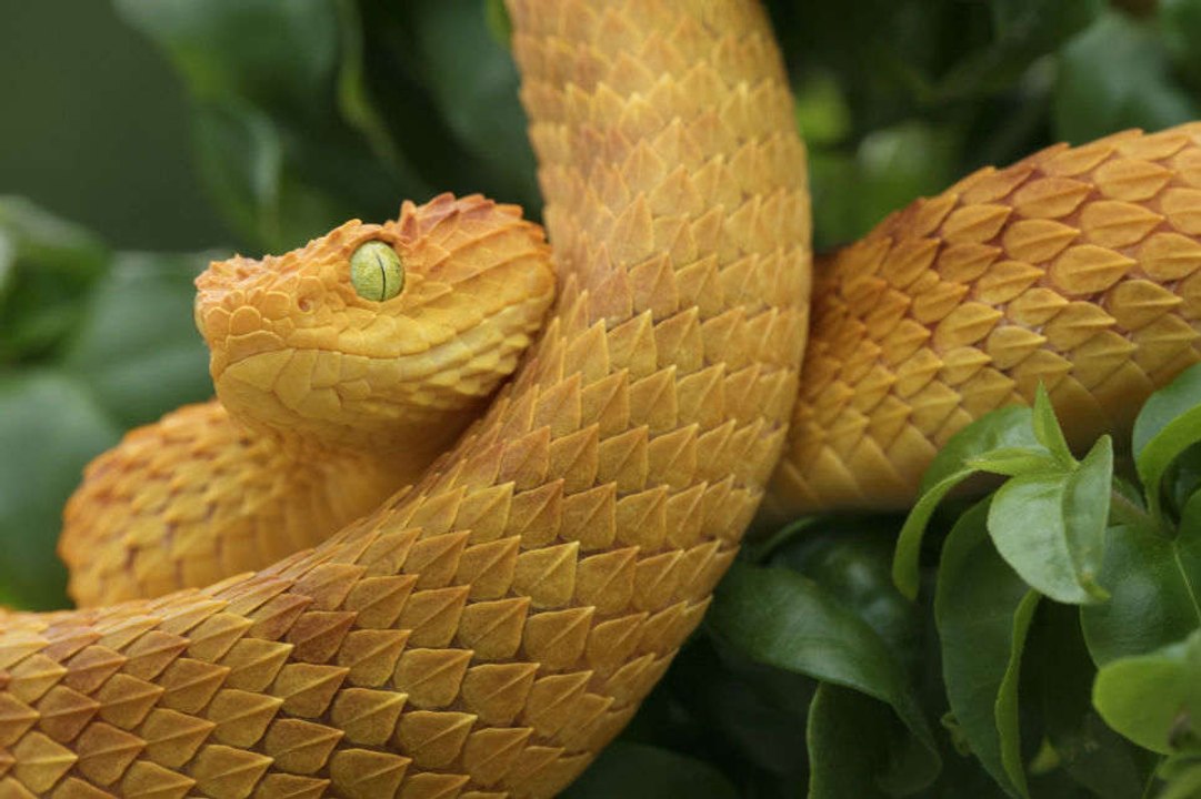 Die gefährlichsten Tiere der Welt