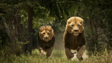 Die schnellsten Tiere der Welt