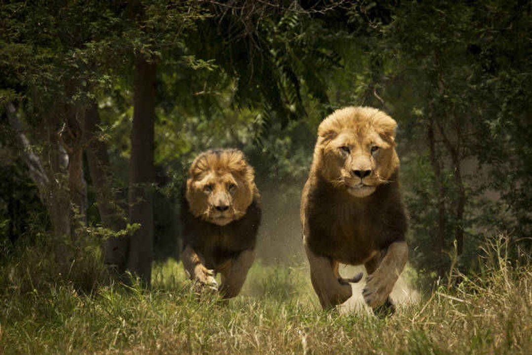 Die schnellsten Tiere der Welt