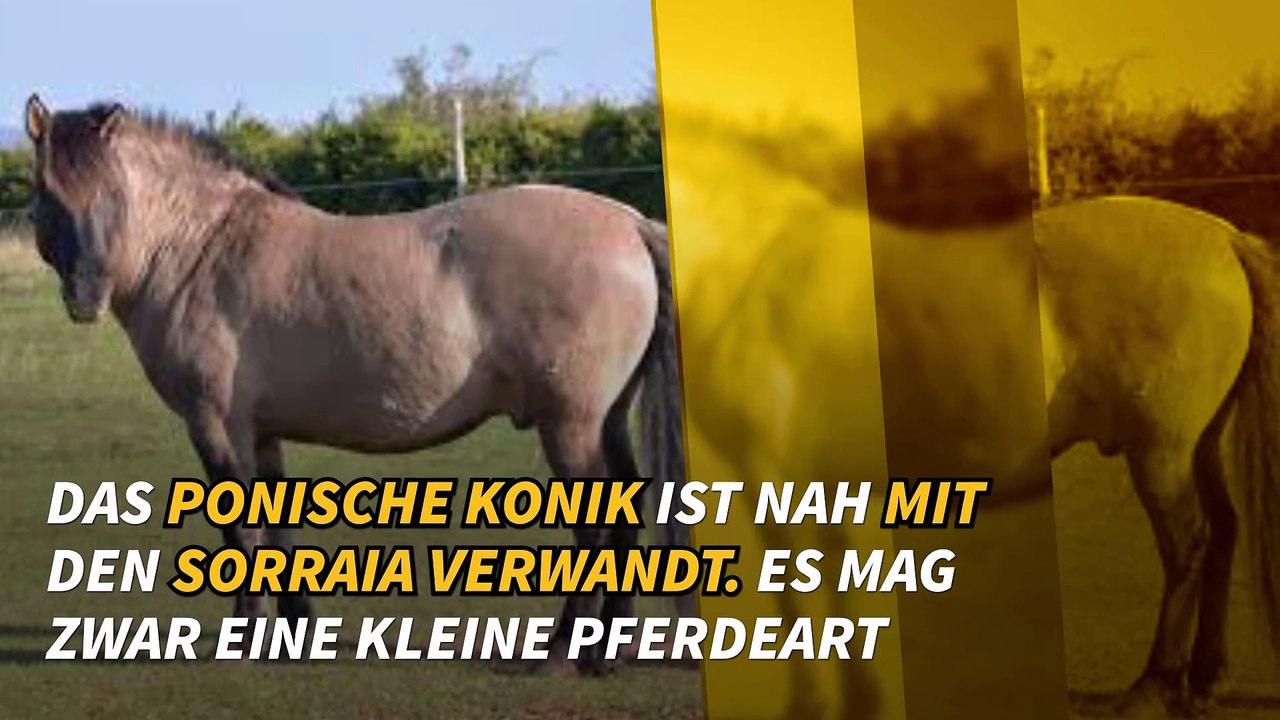 Die seltensten Pferderassen der Welt