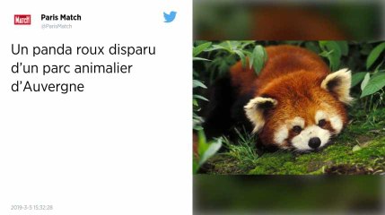Un panda roux disparaît mystérieusement du Parc animalier d'Auvergne