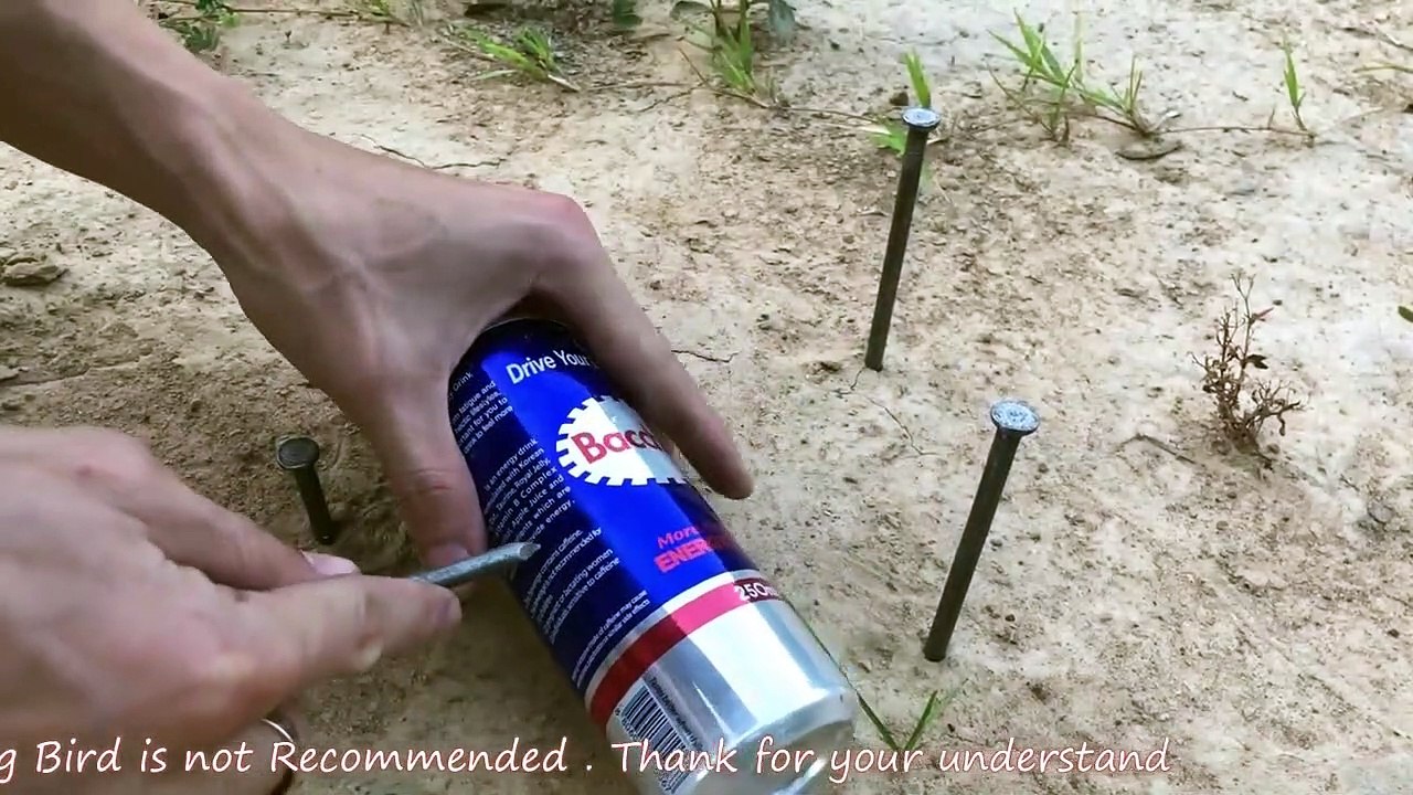 Amazing Bird Trap Using Steel Nail and Slim Cans 250ml