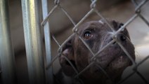 Saving Dogs on Death Row