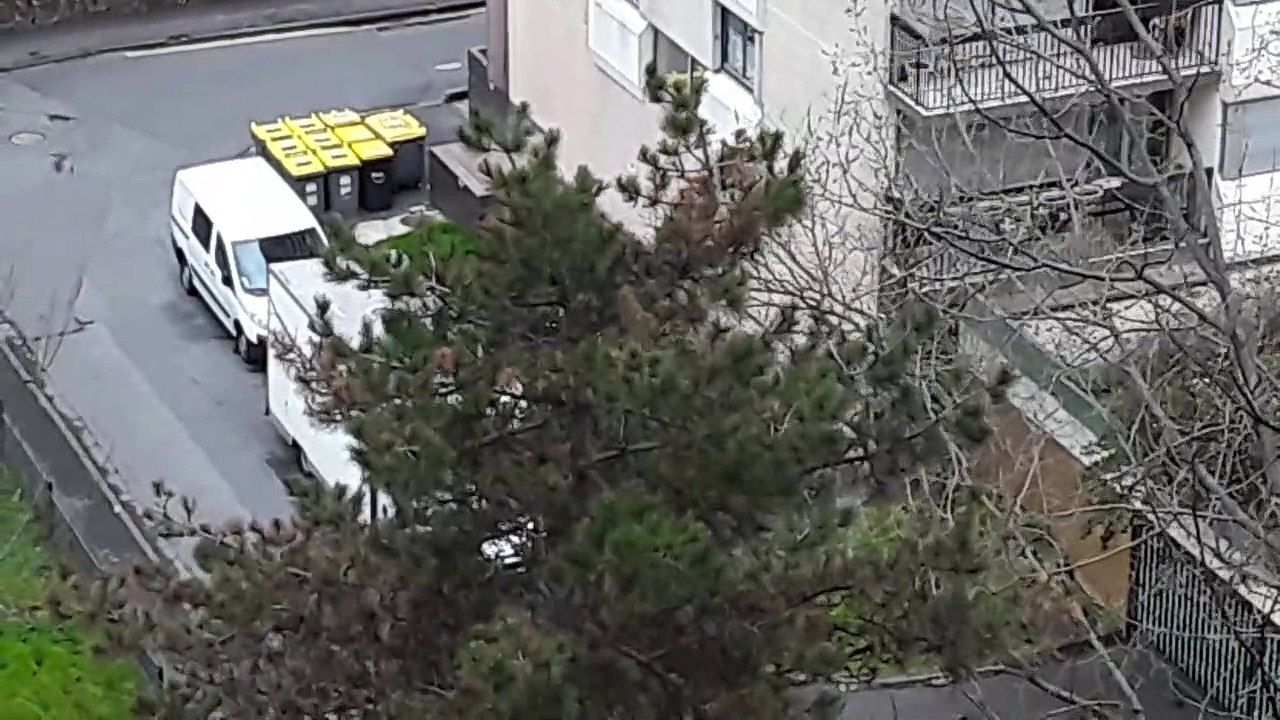 Nid de pigeons ramier attaqué par des corneilles partie 2