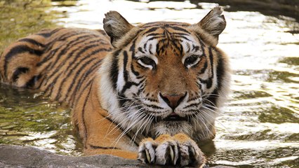 Top 5 Reasons Priya Tiger LOVES Vacation
