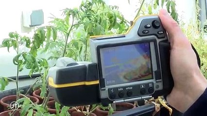 Sciences: les ravages de la chaleur sur les insectes