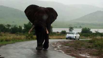 Impressionnant : quand un éléphant fonce vers ta voiture