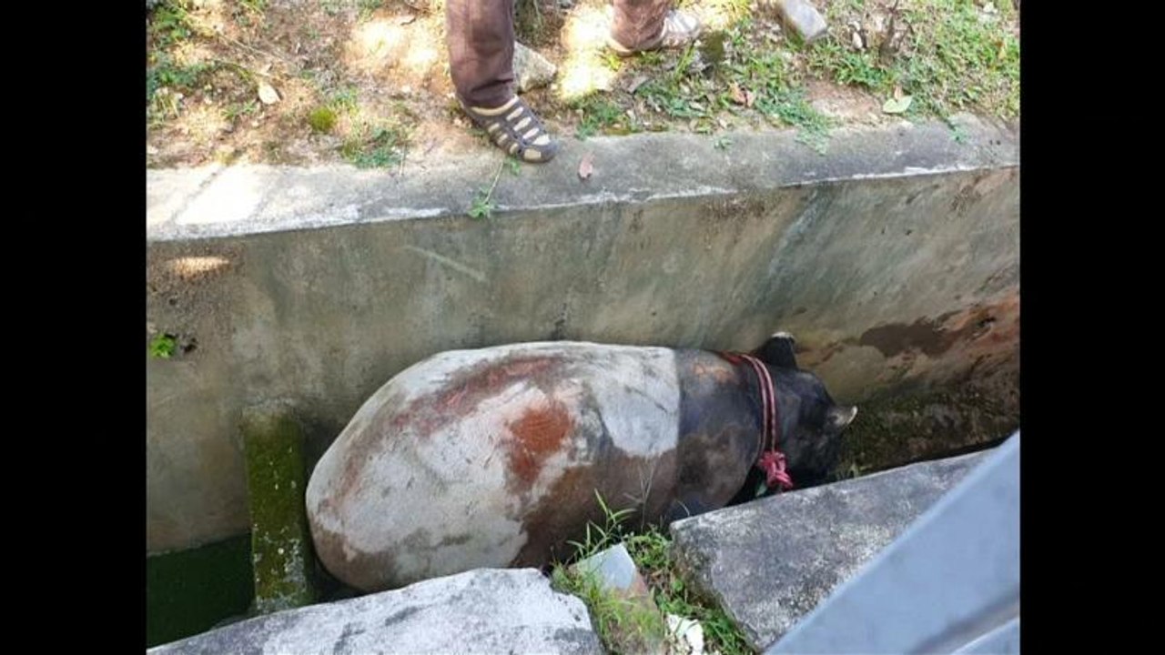 Malaysia: Tapir erfolgreich aus Abfluss gerettet