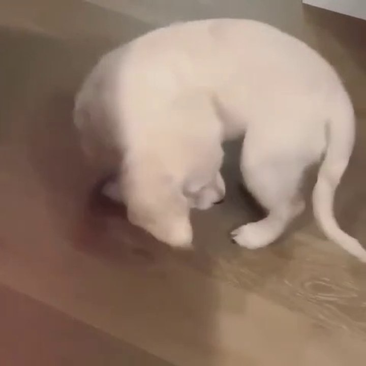 Ce mignon chiot adore capturé sa queue comme un répère !!