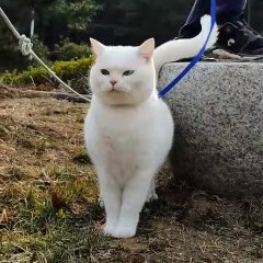 Incroyable !! Tous les autres chats peuvent l'envier. Tellement mignon et adorable qu'on risque d'en pleurer