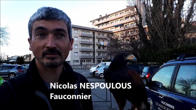 Valence : la chasse aux corbeaux est ouverte !