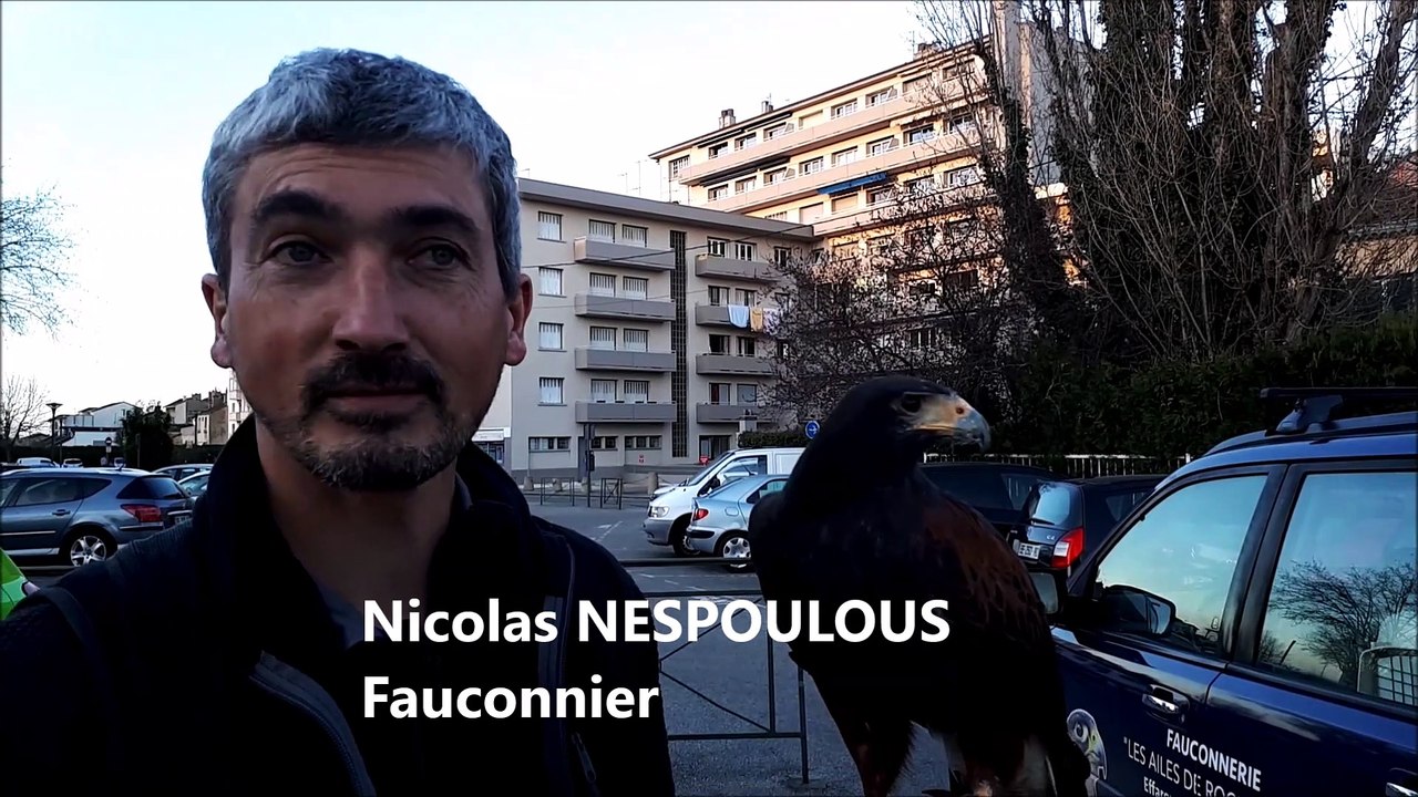 Valence : la chasse aux corbeaux est ouverte !