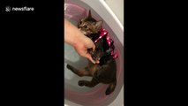 Lazy cat refuses to move when owner tries to give him hydrotherapy