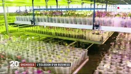 Orchidées : l'éclosion d'un business