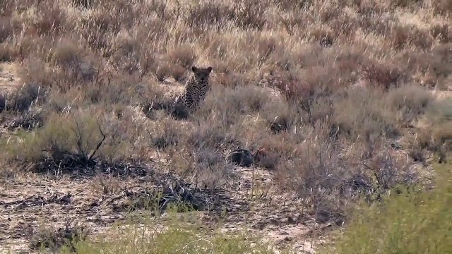 Quand le chasseur devient la proie en quelques secondes