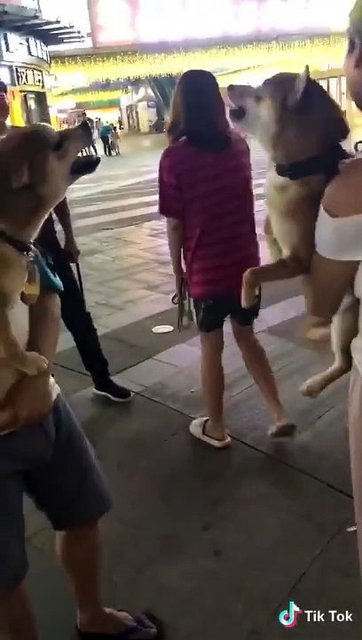 Dog & cat 31