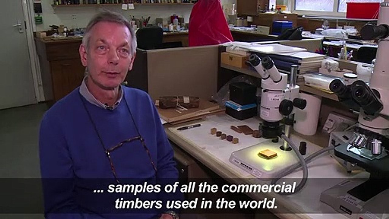 Inside the lab helping the fight against illegal logging