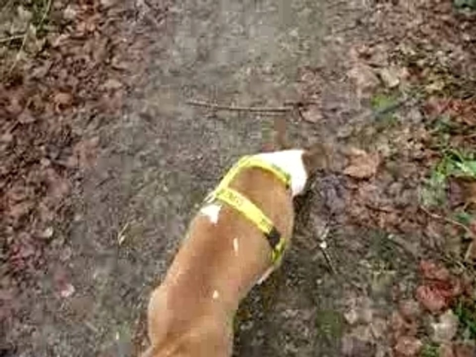 bamba au pied