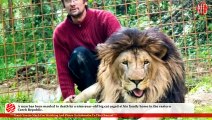 Michal Prasek Owns A Lion Mauled By A Lion He Owned