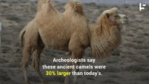 Giant Camels Once Roamed North America