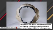 How Teeth Of The World's Largest Shark Evolved Into 'Ultimate Cutting Tools'