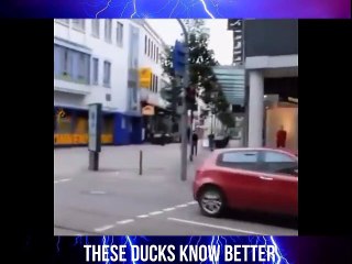 Ducks follow traffic lights